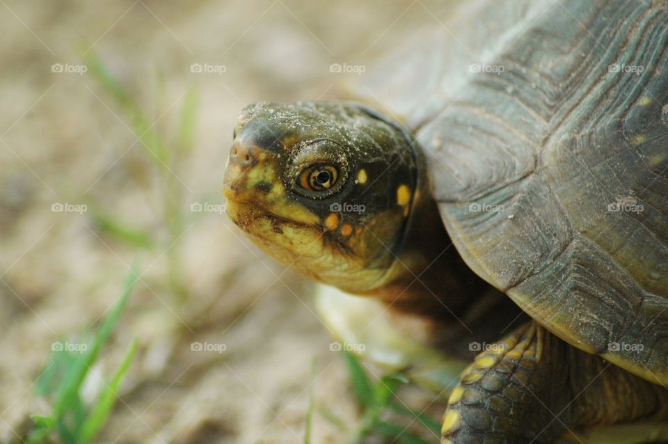 box turtle
