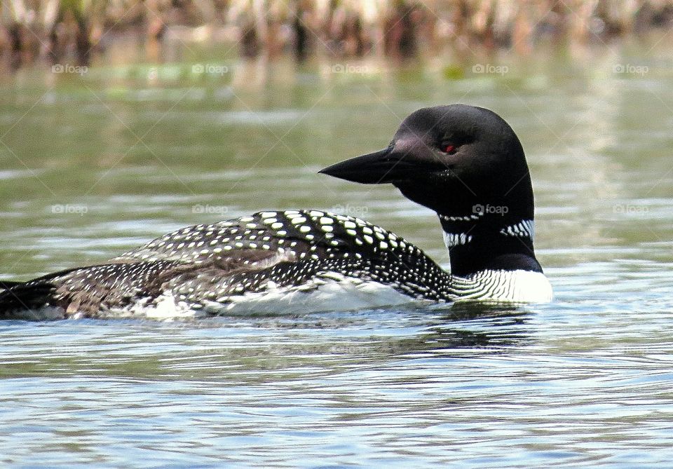 Common Loon from my kayak