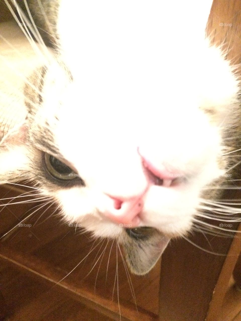 Upside down kitty cat!