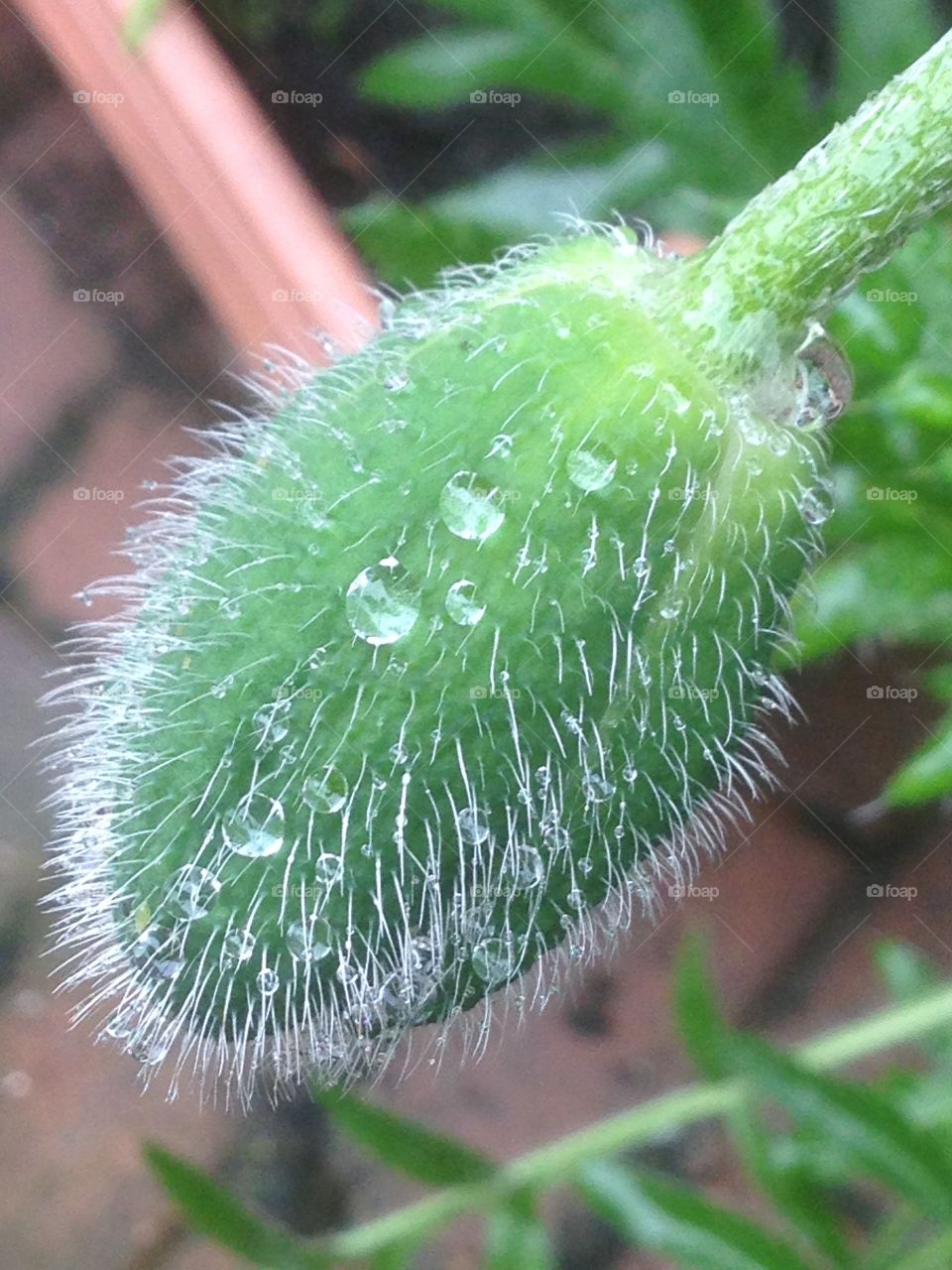 Poppy head and rain 