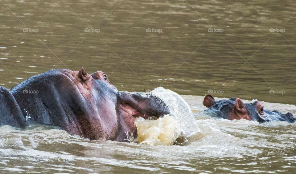 Common Hippopotamus   Hippopotamus amphibius_Maasai Mara_Kenya