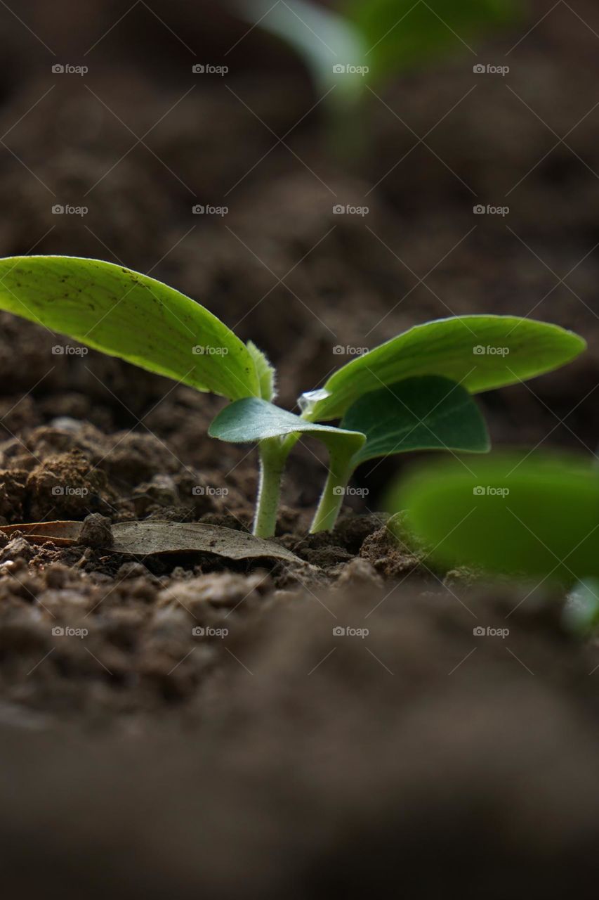 Green plant