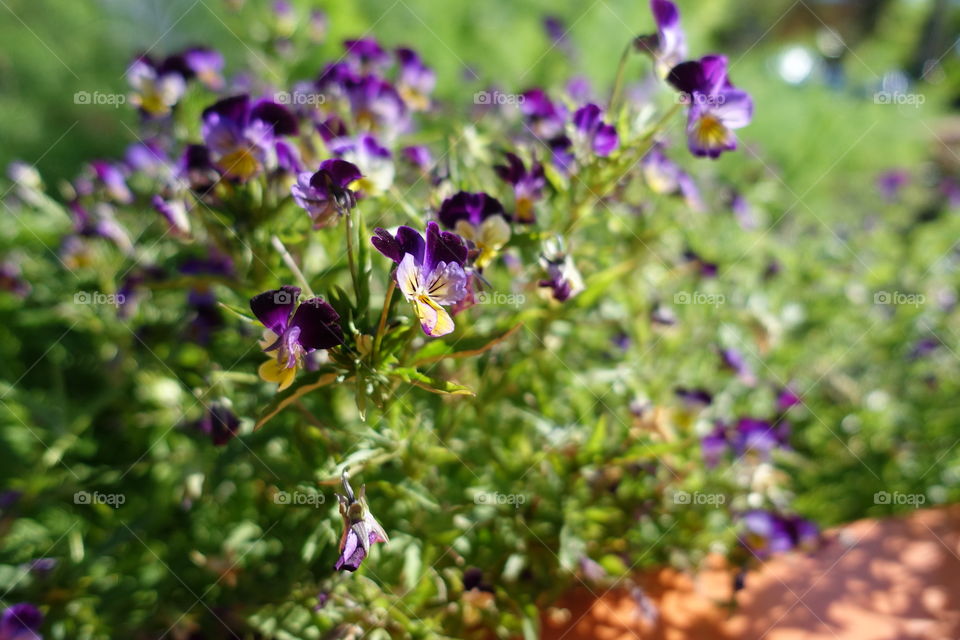 Yellow and purple flowers in the urban garden.