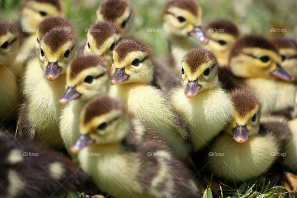 Ducklings close up