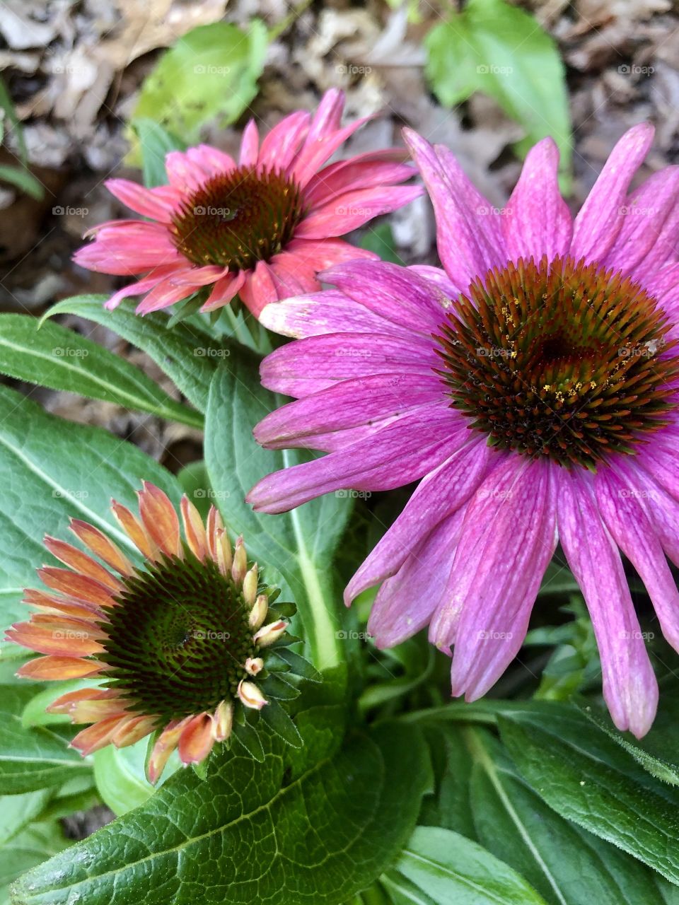 Closeup of colorful pinks orange and green coneflower in garden 