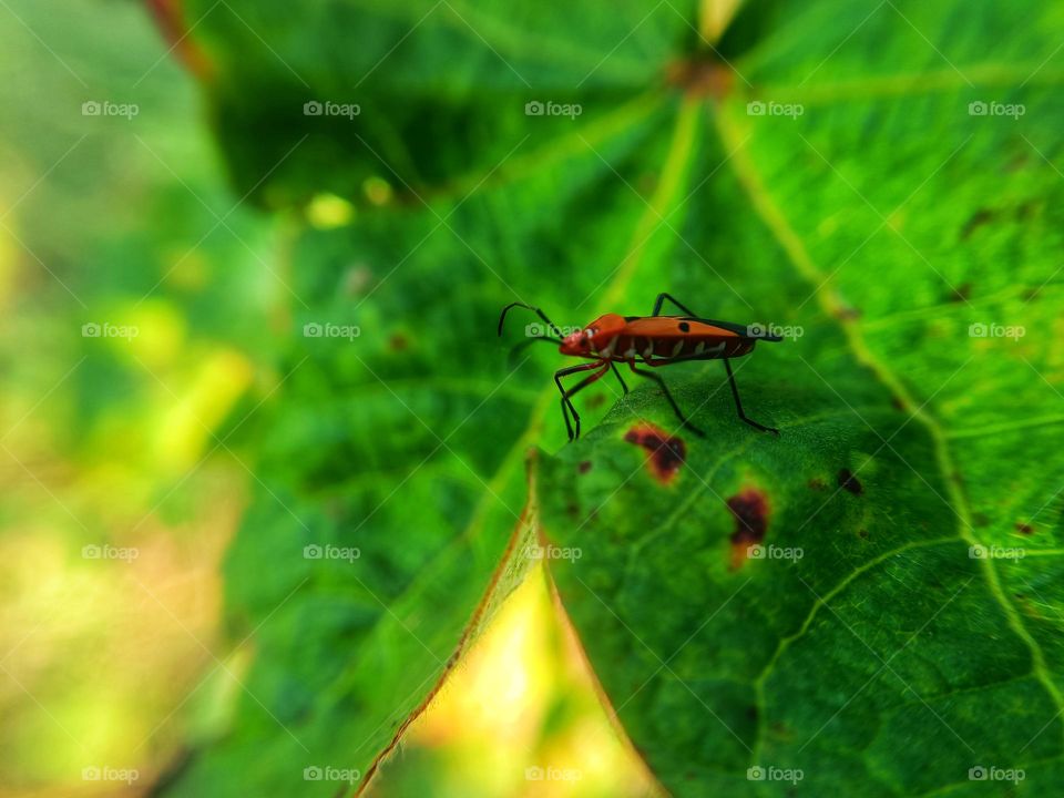 a red bug eating the leaf of the cotton plant.