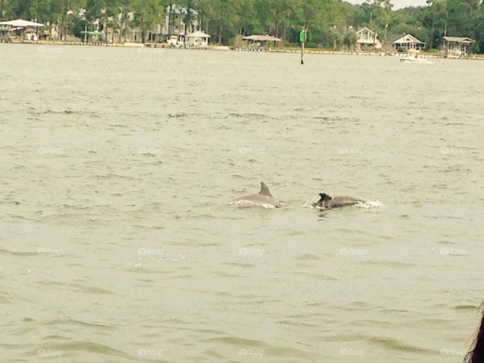 Dolphins . Spotted a pod of dolphins following a shrimp boat