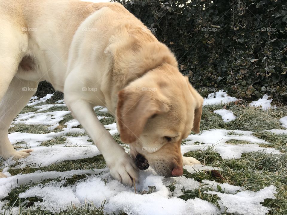 Labrador eating snow