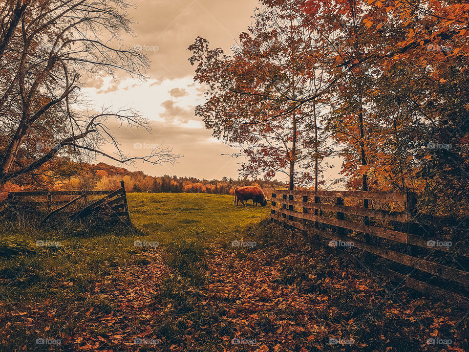 Rural landscape