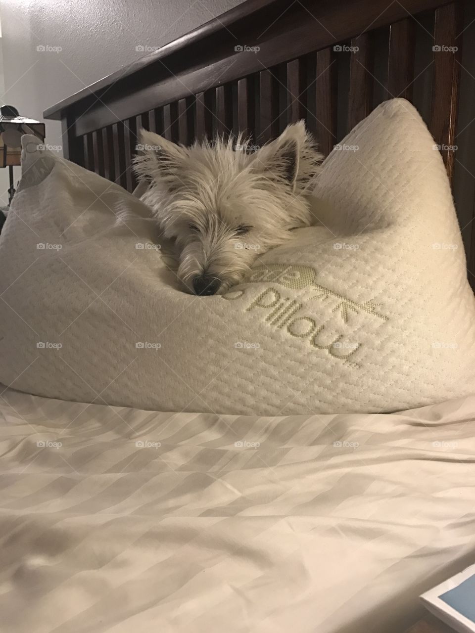 Resting westie 