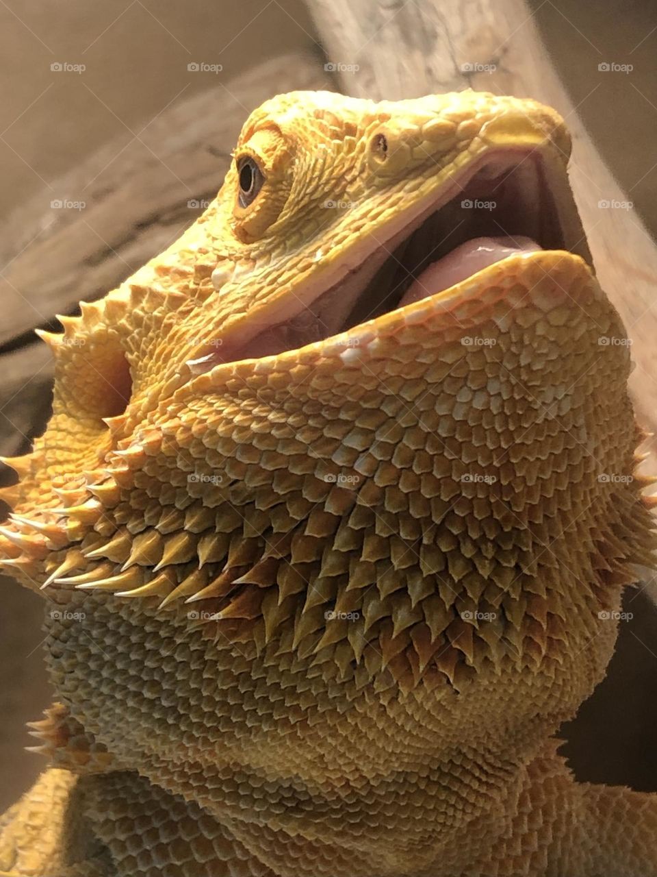 Closeup of a bearded dragon (I think!) in all its glory, and he’s smiling at me! 