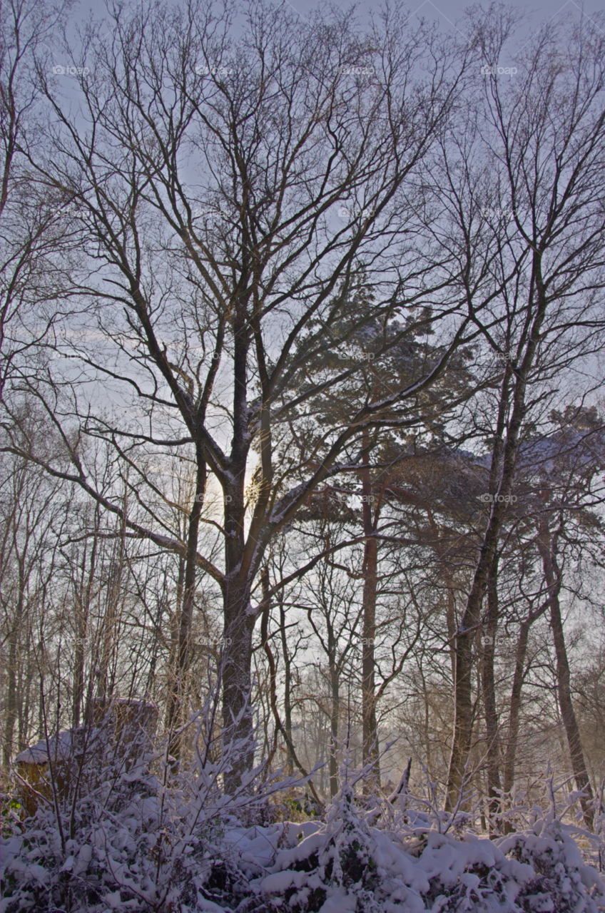 snow winter landscape tree by seeker