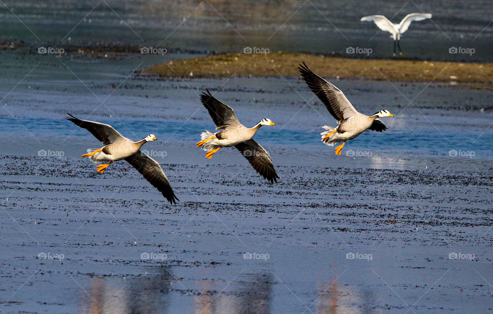 A story of traveller bird of India that's bar headed geese who flies over himalayas..
