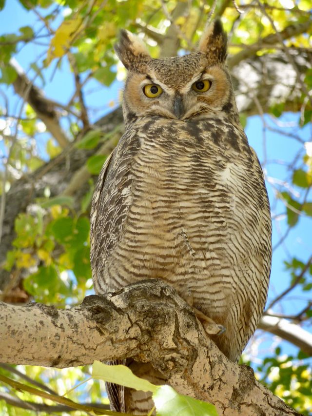 Owl in a Tree