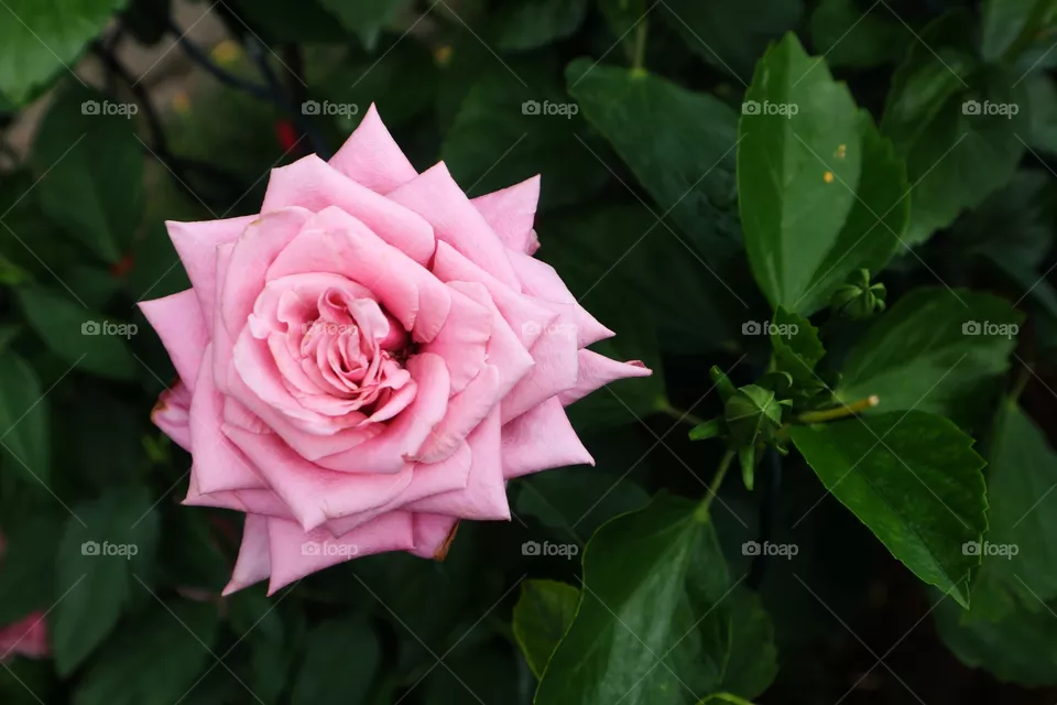 portrait of a flowers