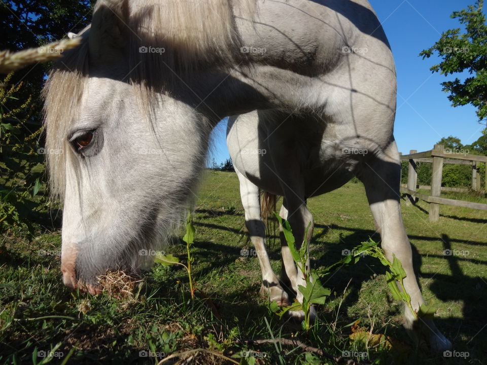 horse in macro