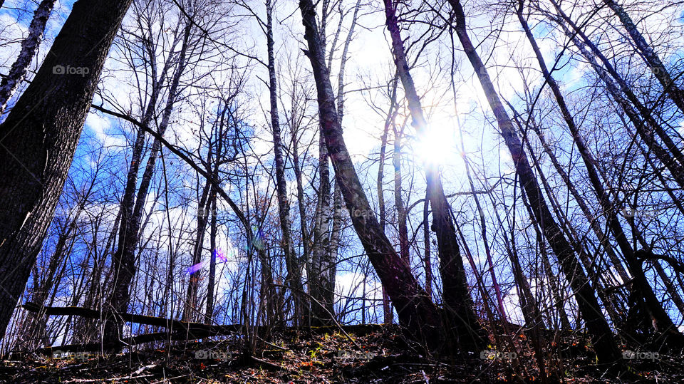 Low angle view of bare trees in forest