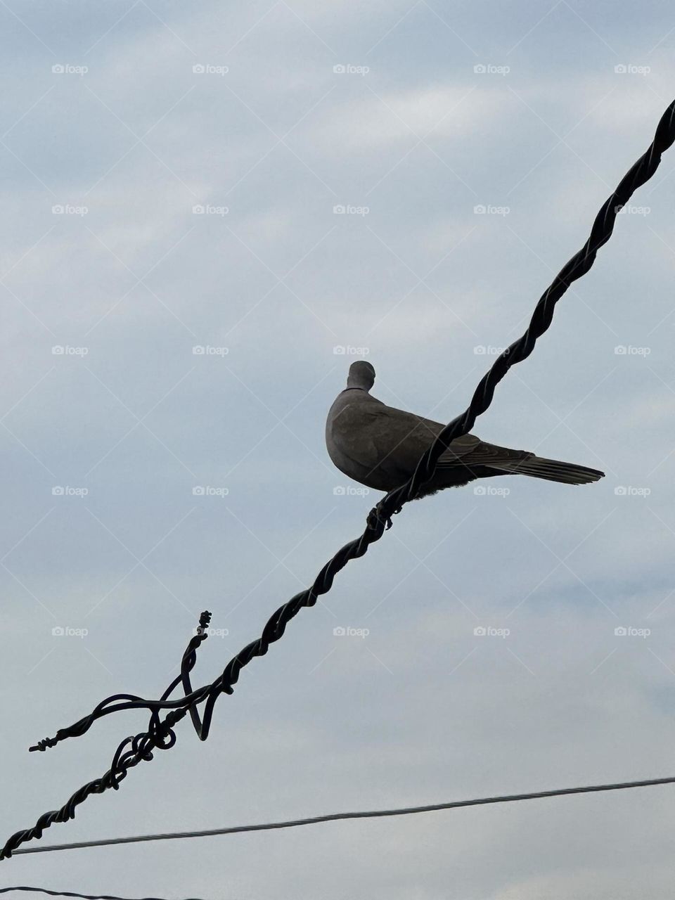 pigeon on electricity cable