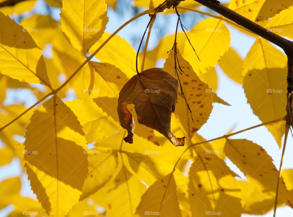 golden autumn leaves, light, bright , warm, autumn , nature, autumn 