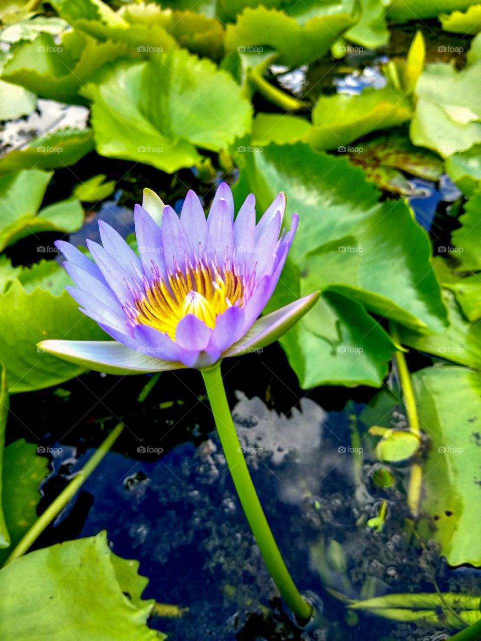 blue lotus flower in the pool.