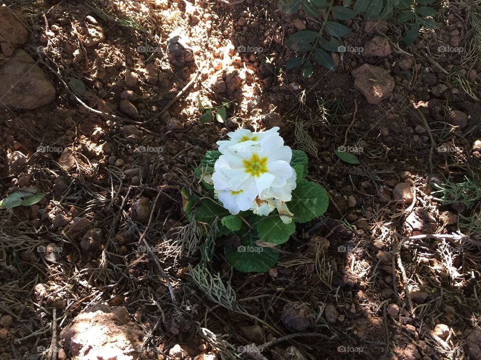 Nature flower