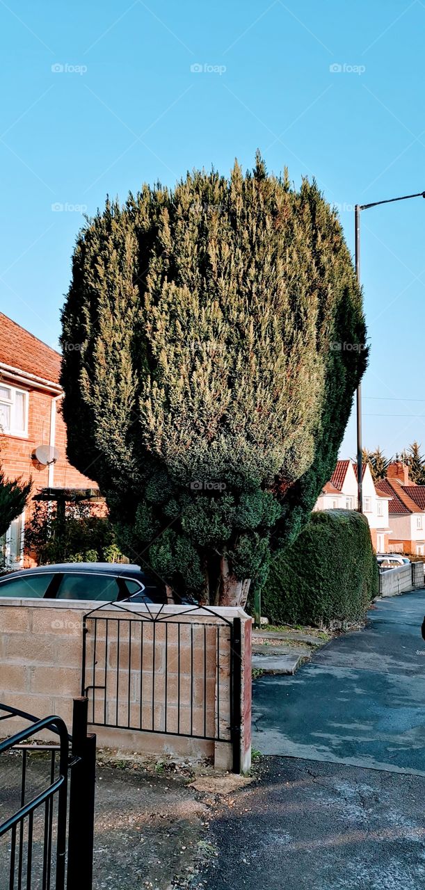 árbol a la entrada de una casa inglesa