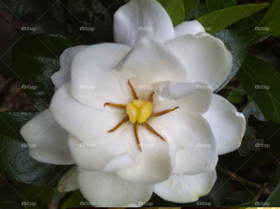 White flower close up