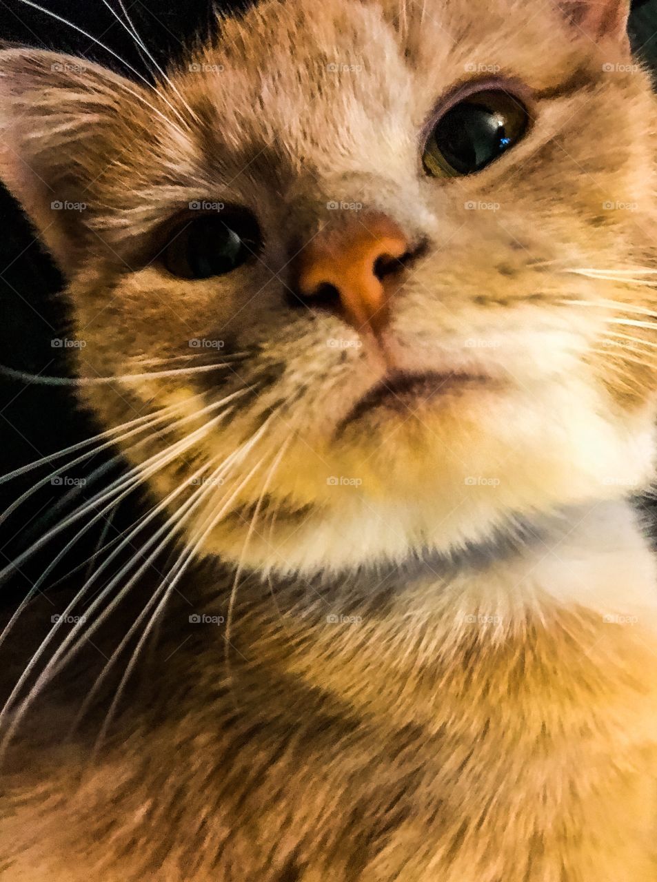 Kitten Selfie