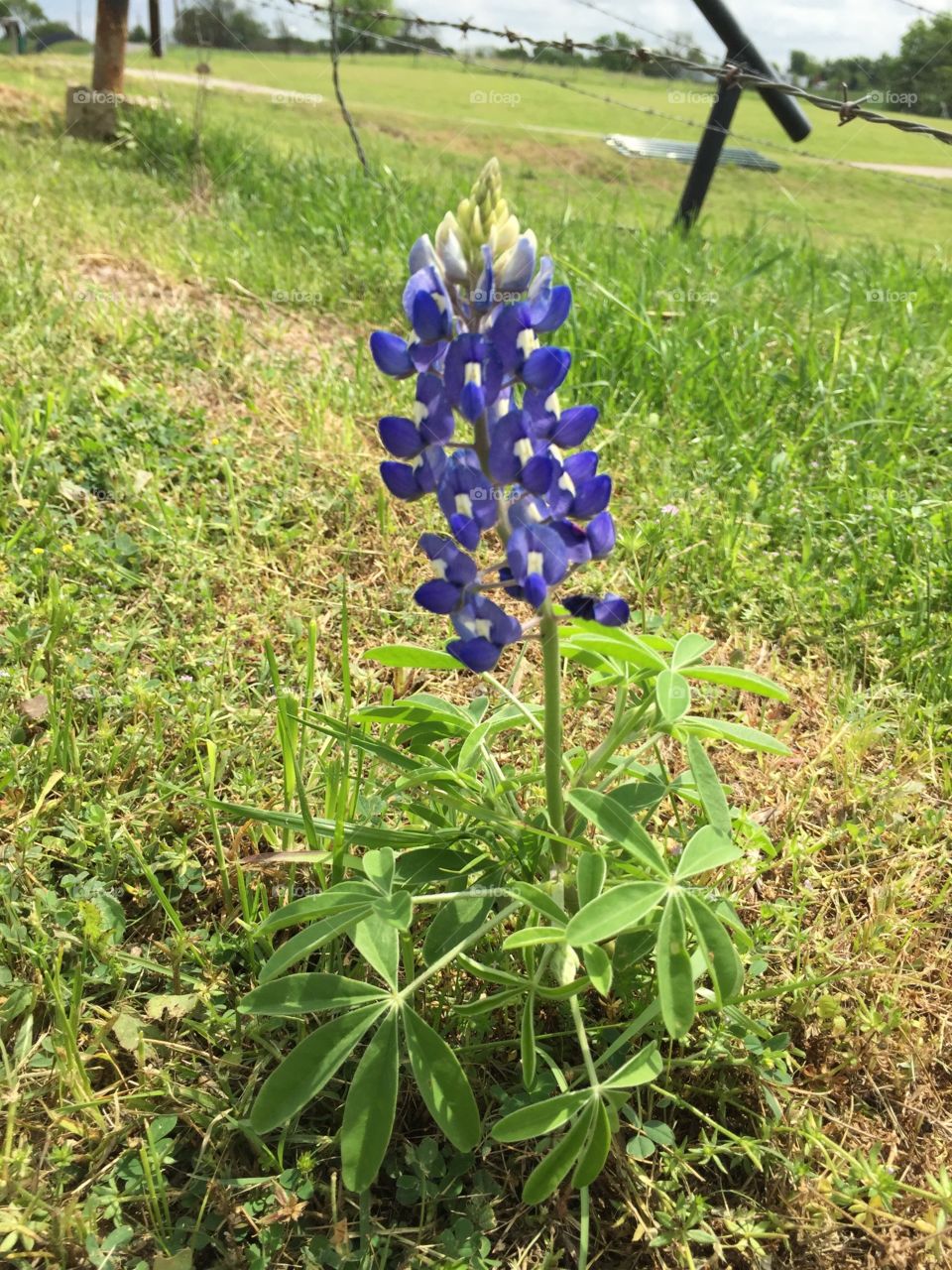 Texas Bluebonnet 