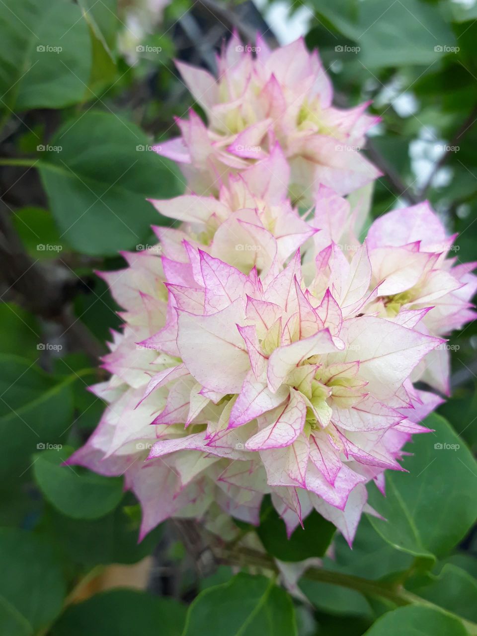 srilankan flowers ...