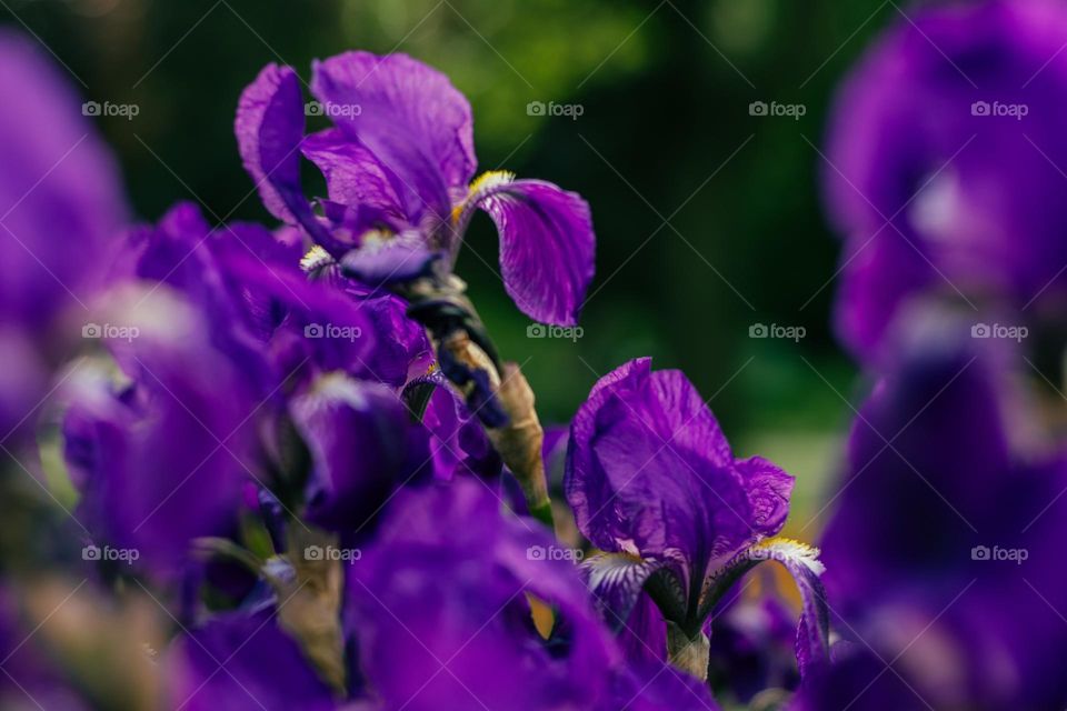 irises