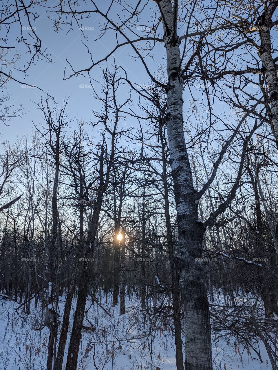 Sunset in the forrest