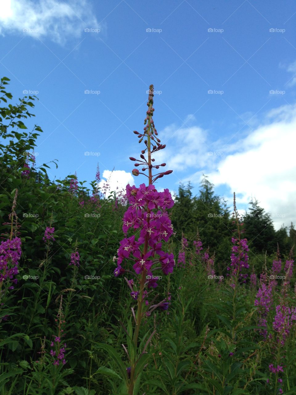 Fireweed on Dude Mt. in Tongass National Forest 