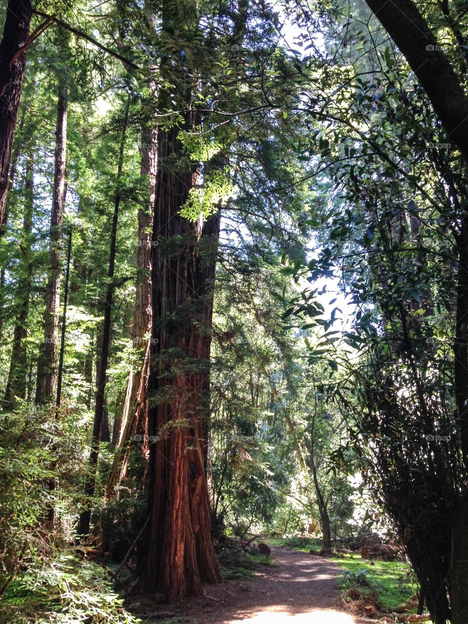 Sunlight in forest