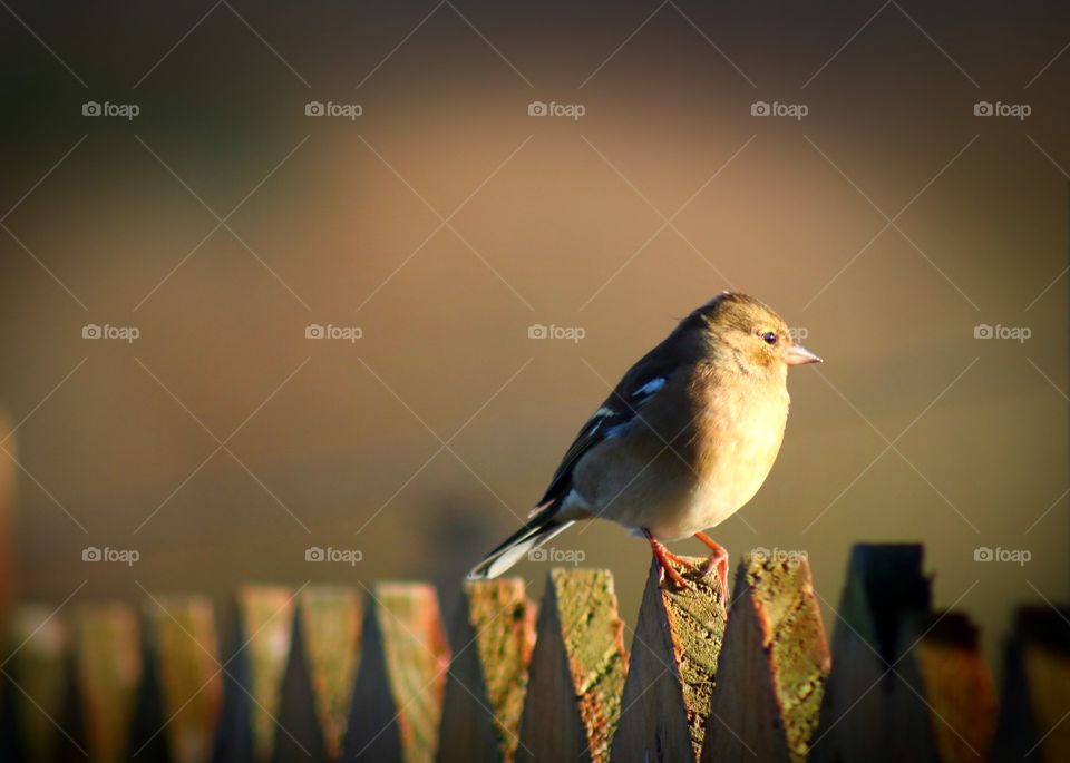 Sparrow and the last rays of the sun ;)