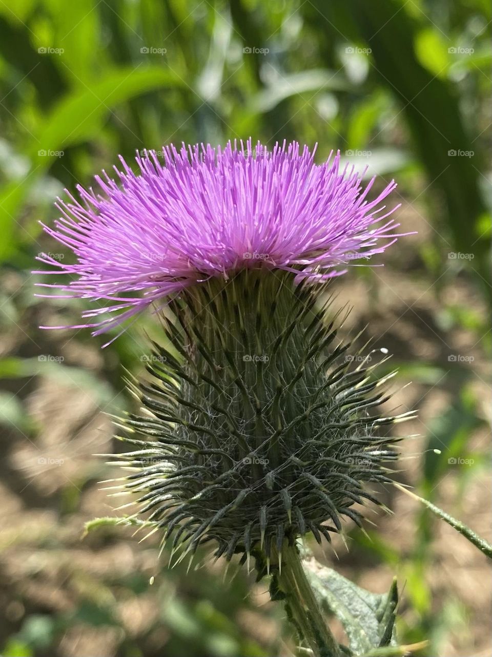 Thistle 