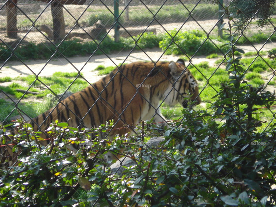 Tiger in a zoo