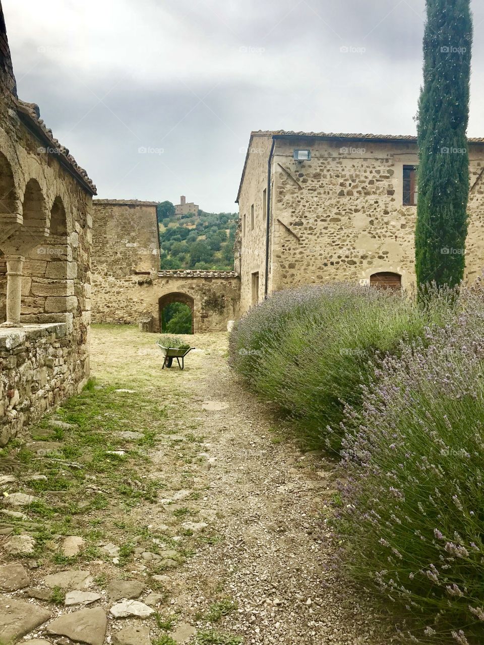 Tuscany lavender 