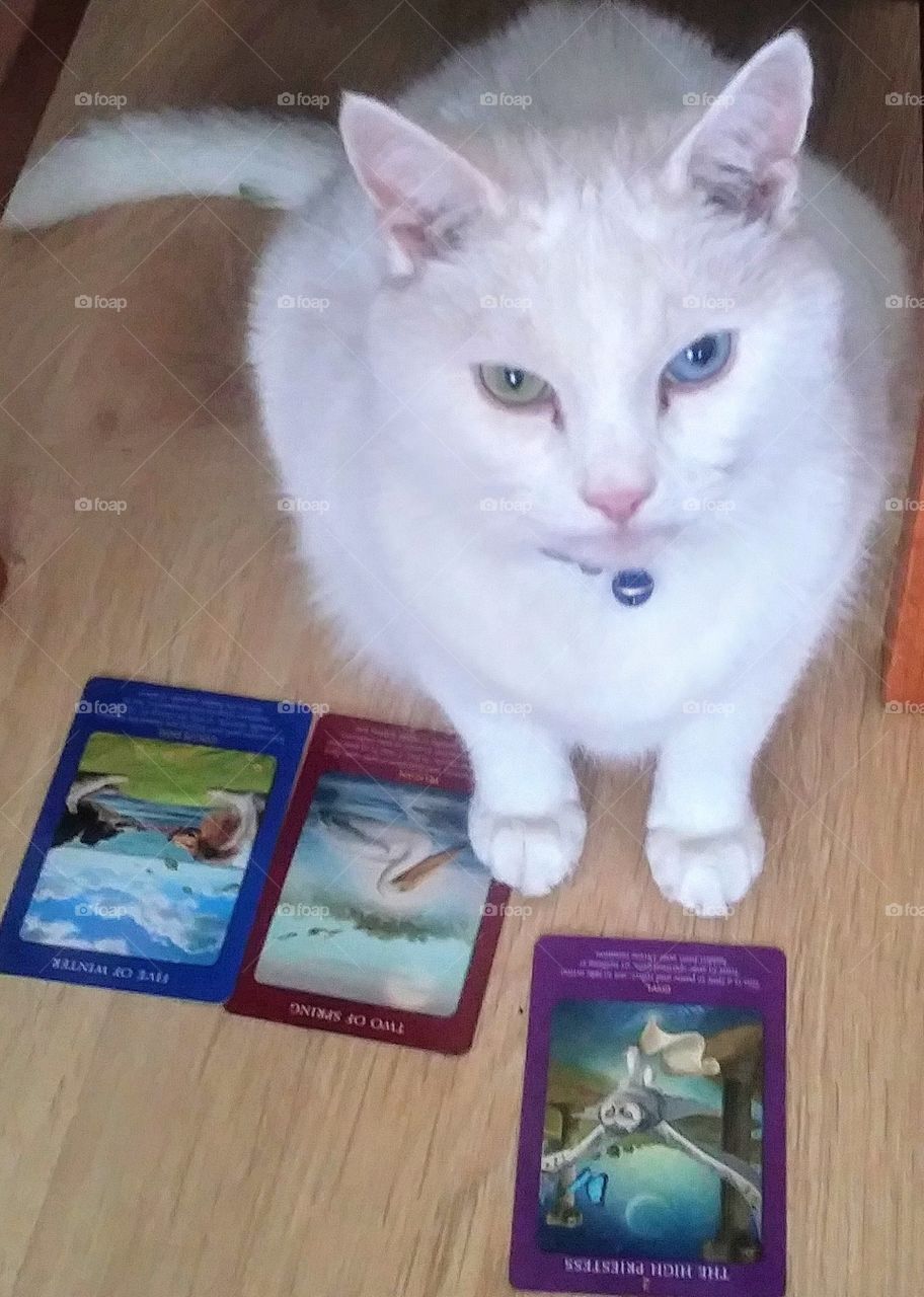 tarot reading