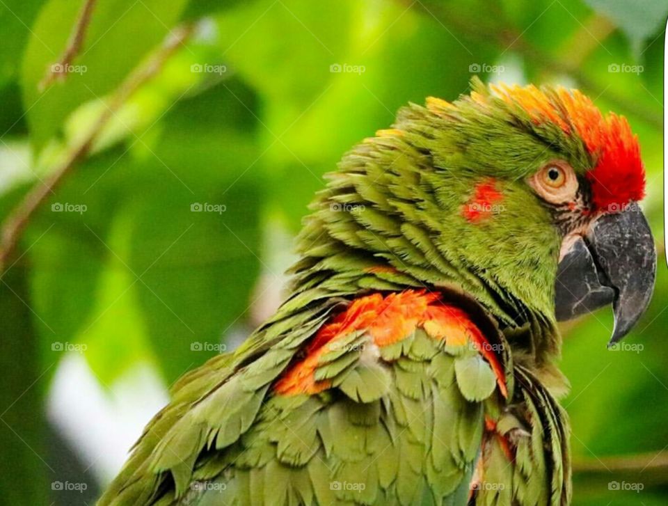 Green Macaw