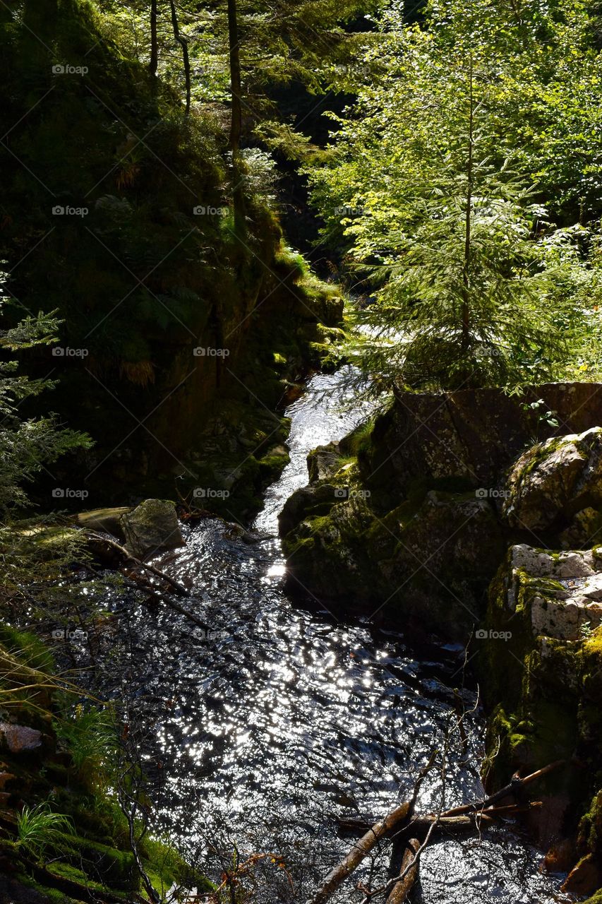 Black forest, Germany