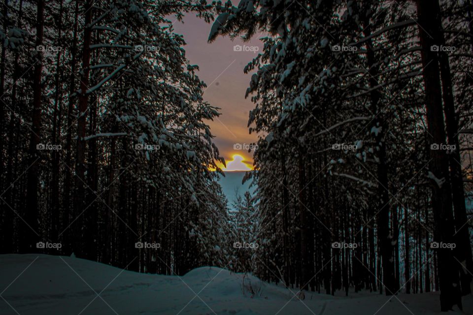 Sunset in the forest