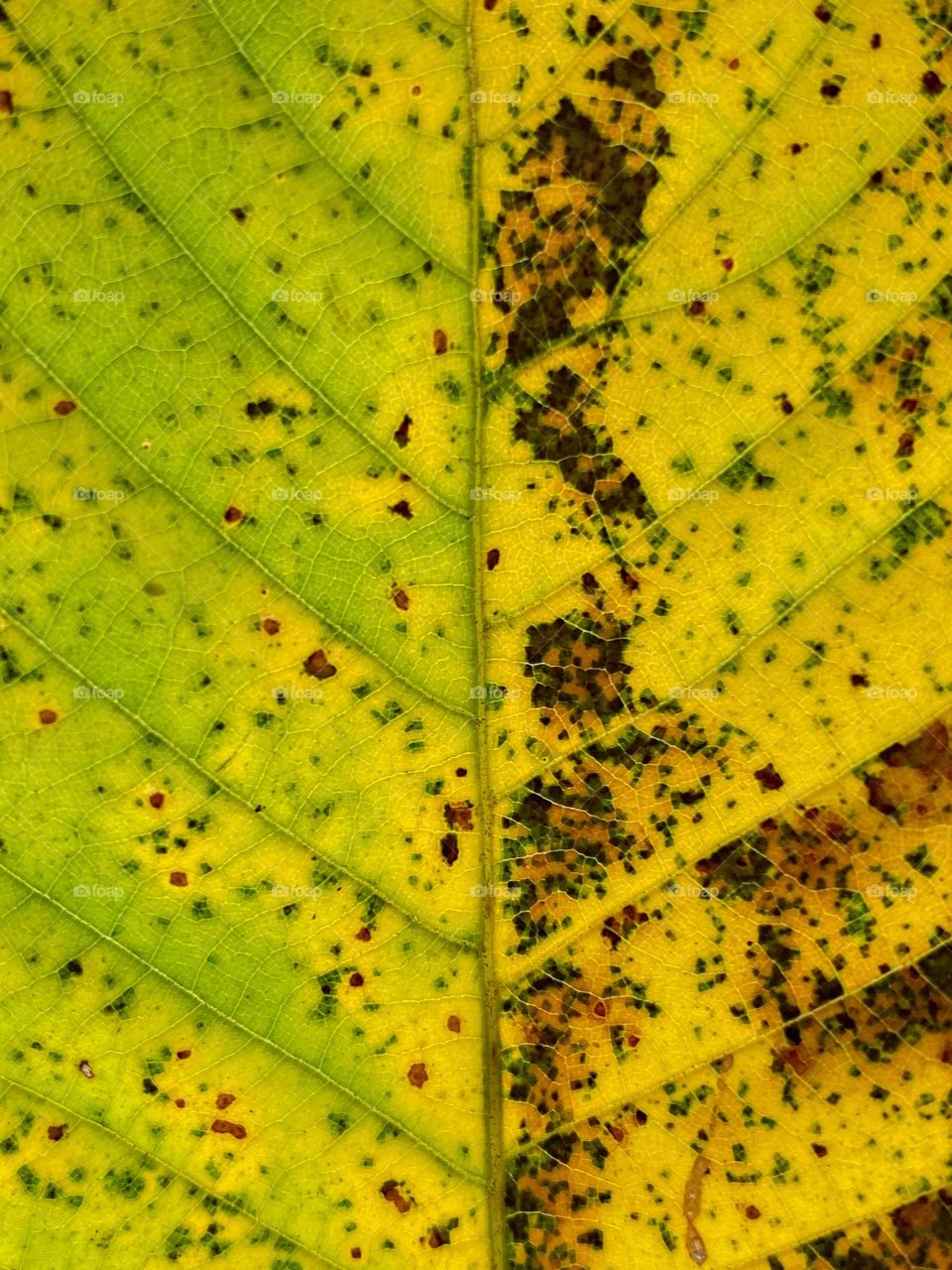 Details on leaf