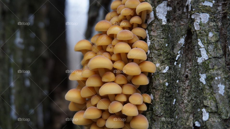 nature#mushrooms