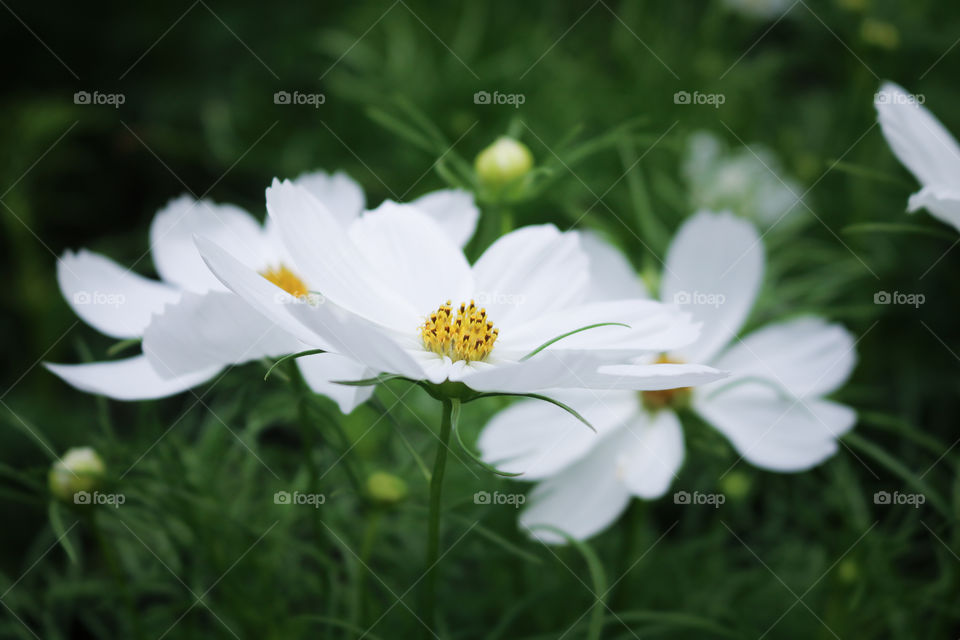flower Mexican Aster, Cosmos, Cosmea