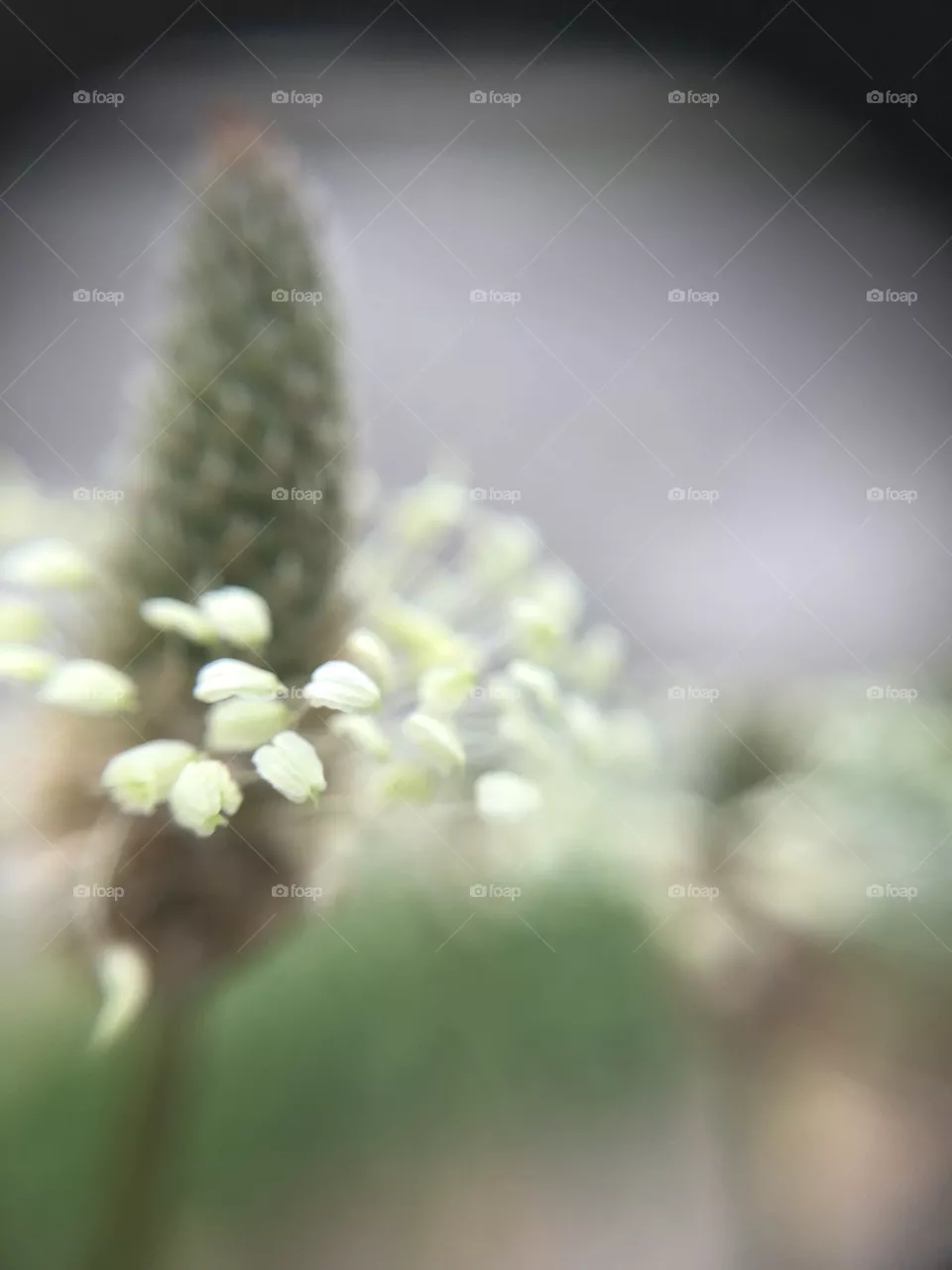 Tiny weed
