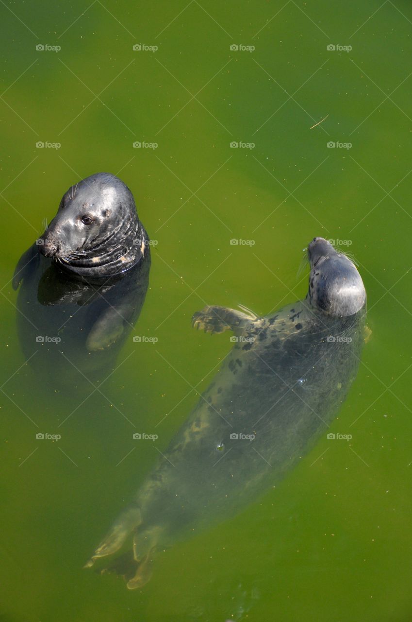 The Baltic Sea seals 