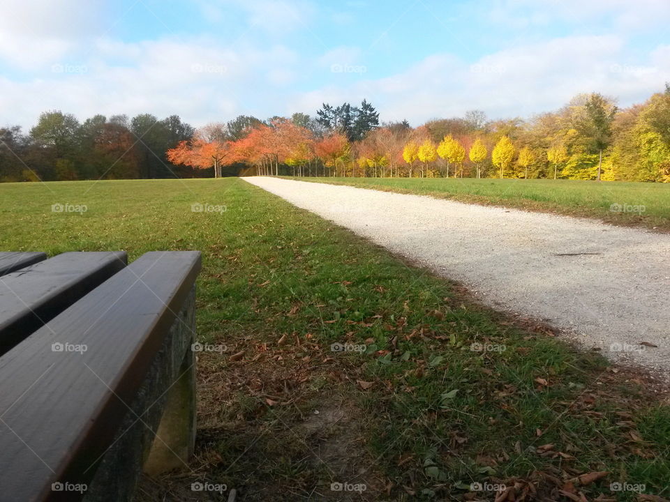 colorful tree leaves in fall