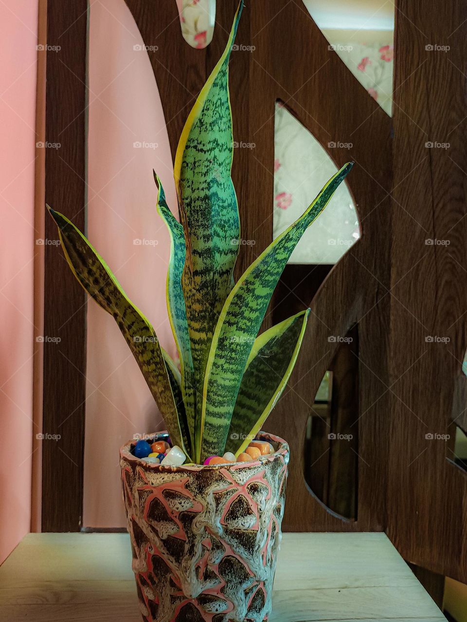 Dracaena trifasciata is a species of flowering plant in the family Asparagaceae, native to tropical West Africa from Nigeria east to the Congo. It is most commonly known as the snake plant. Ideal for home decor.