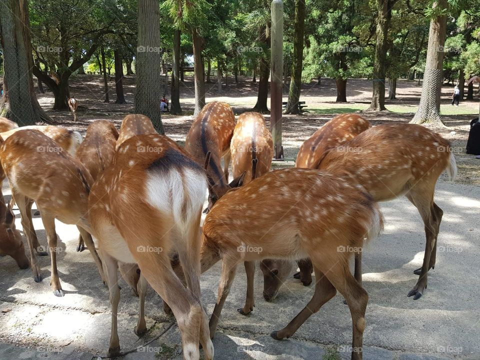 Meeting of deers